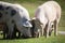 Group of beautiful family of pigs searching for food grazing in meadow