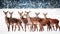 A group of beautiful female deer in the snowy white forest. Noble deer Cervus elaphus. Artistic Christmas winter image. Winter