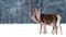 Group of beautiful female graceful deer on the background of a snowy winter forest. Noble deer Cervus elaphus.