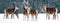 Group of beautiful female graceful deer in a snowy winter forest. Noble deer Cervus elaphus. Winter wonderland. Banner design.