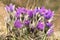 Group of beautiful flowers of pasqueflower (Pulsatilla patens), detail of flowers, close-up view