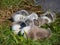 Group of beautiful, fluffy mute swan cygnets cygnus olor sleeping together near the pond. Beautiful nature and wildlife scenery