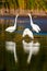 Group of beautiful great egrets in the tranquil lake. Ardea alba.