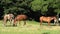 Group beautiful horses graze in pasture.