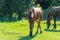 Group beautiful horses graze in pasture. Brown stallion and gray mare.