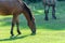 Group beautiful horses graze in pasture. Brown stallion and gray mare.