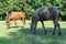 Group beautiful horses graze in pasture. Brown stallion and gray mare.