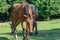 Group beautiful horses graze in pasture. Brown stallion and gray mare.