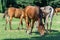 Group beautiful horses graze in pasture. Brown stallion and gray mare.