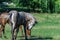 Group beautiful horses graze in pasture. Brown stallion and gray mare.