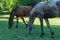 Group beautiful horses graze in pasture. Brown stallion and gray mare.