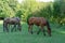 Group beautiful horses graze in pasture. Brown stallion and gray mare.