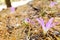 Group of beautiful lilac mountain flowers, Colchicum montanum, blooming with its elegant colorful leaves