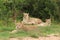 Group of beautiful lionesses lying proudly on the grass covered field near the trees