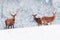 A group of beautiful male and female deer in the snowy white forest. Noble deer Cervus elaphus. Artistic Christmas winter image