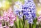 Group of beautiful multicolored hyacinths.