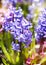 Group of beautiful multicolored hyacinths in garden