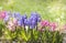 Group of beautiful multicolored hyacinths in garden