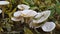 A group of beautiful mushrooms