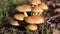 Group of beautiful mushrooms fungi, honey agarics kuehneromyces mutabilis in wild summer forest.