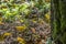 Group of beautiful mushrooms in the moss on a log