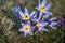 Group of beautiful open Pulsatilla flowers with rain drops