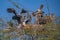 Group of beautiful Painted Storks perched on a tree branch, enjoying the warm weather