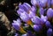 A group of beautiful pale purple crocus flowers