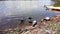 A group of beautiful pigeons drink water and bathe in the lake in a city park.