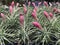 Group of beautiful pink Aechmea fasciata in plant shop