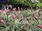 Group of beautiful pink Aechmea fasciata in plant shop