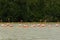 Group of beautiful pink flamingos. Celestun, Mexico.