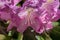 Group of beautiful pink Rhododendron flowers