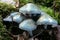 Group of beautiful but poisonous mushrooms