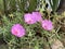 Group of beautiful Portulaca Samba Rose flower bloom whole in morning sunrise