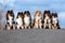 group of beautiful purebred sheltand sheepdogs, sheltie sitting outside on the street