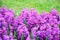 Group of beautiful purple hyacinths