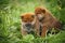 Group of beautiful red shiba inu puppies sitting in the green grass