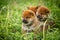 Group of beautiful red shiba inu puppies sitting in the green grass