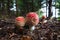 Group of beautiful red toadstool mushrooms Amanita muscaria in a moss in fairytale autumn forest.