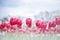 Group of beautiful red  tulip in a sunny day, blue sky in Osaka Japan. Red flower tulip lit by sunlight blurred tree background