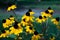 Group of beautiful Rudbeckia flowers