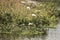 Group of beautiful spoon bill and it`s babies sitting on the tree, on the lake, in india and also we can see pelican and other