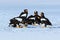 Group of beautiful Steller\'s sea eagle, Haliaeetus pelagicus. Bird of prey, with winter lake, Kamchatka, Russia.