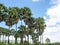 A group of beautiful sugar palm trees and the blue sky of Thailand .