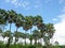 A group of beautiful sugar palm trees and the blue sky of Thailand .