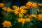 Group of beautiful summer wildflowers against blurred background