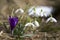 Group of beautiful tender snowdrops and one bright violet crocus