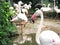 A group of beautiful white flamingo are playing in the pond happily which have trees as background in a zoo