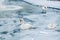 Group of beautiful white swans standing on frozen pond in a very cold day in Kugulu Park in Ankara.